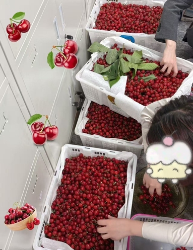 鱼泡网