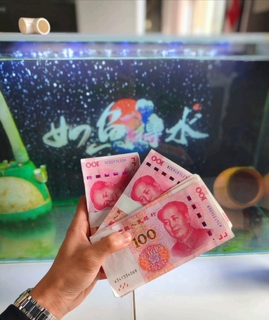 鱼泡网